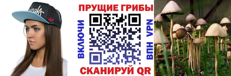где купить наркоту  Десногорск  hydra как войти  Псилоцибиновые грибы Psilocybe 